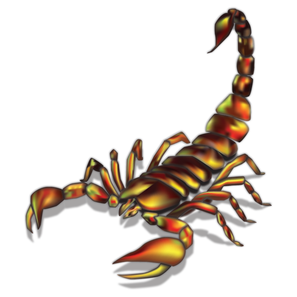 scorpion illustration